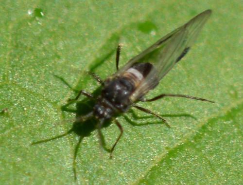 Anoecia corni